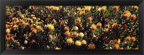 Framed Wildflowers in a field, Maui, Hawaii Print