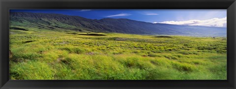 Framed Grassland, Kula, Maui, Hawaii, USA Print