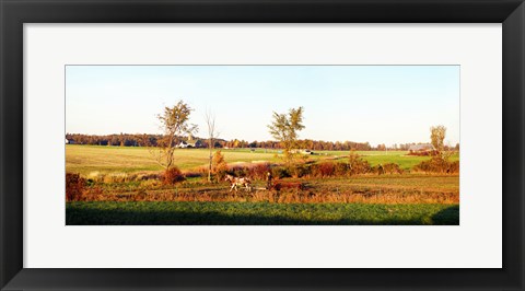 Framed Amish farmer plowing a field, USA Print