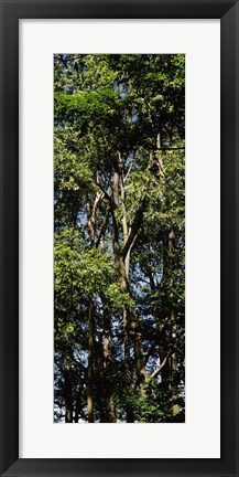 Framed Low angle view of a tree, Hawaii, USA Print