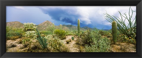 Framed Saguaro National Park, Tucson, Arizona Print