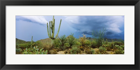 Framed Cacti growing at Saguaro National Park, Tucson, Arizona Print