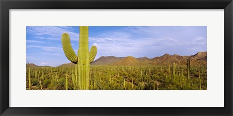 Framed Cactus Field, Saguaro National Park, Arizona Print