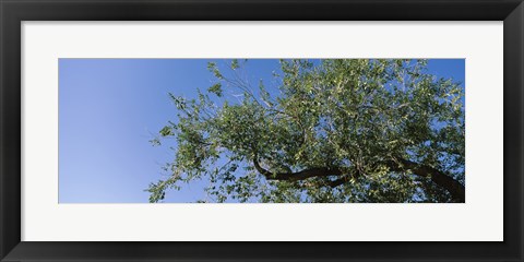 Framed Low angle view of a tree branch against blue sky, San Rafael Valley, Arizona, USA Print