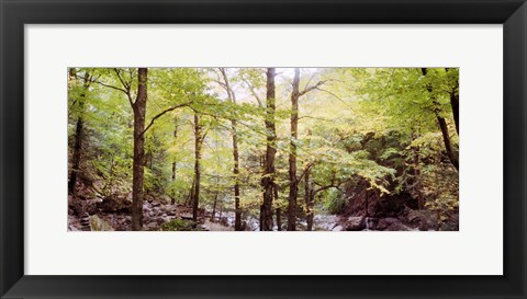 Framed Forest, Kaaterskill Falls, Catskill Mountains, New York State, USA Print