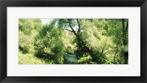 Framed Trail through the trees in a forest, Cappadocia, Central Anatolia Region, Turkey Print