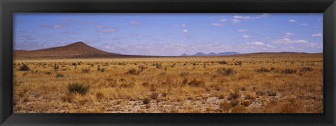 Framed Dry grass and bush at Big Bend National Park, Texas, USA Print