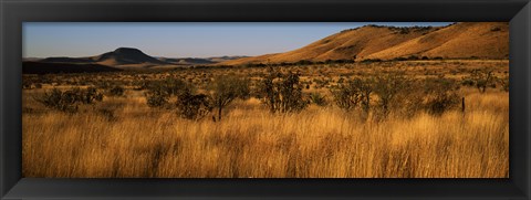 Framed Dry grass on a landscape, Texas, USA Print