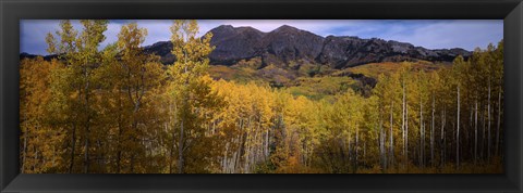 Framed Trees in autumn, Colorado Print