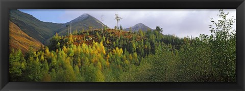 Framed Trees on a mountain, Five Sisters of Kintail, Glen Shiel, Highland Region, Scotland Print