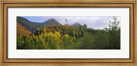 Framed Trees on a mountain, Five Sisters of Kintail, Glen Shiel, Highland Region, Scotland Print