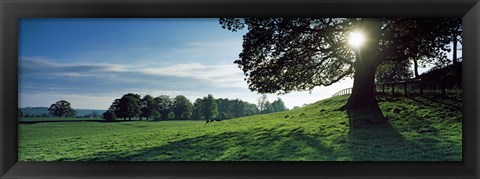 Framed Sun shining through tree in a park, Hovingham Park, Ryedale, North Yorkshire, England Print