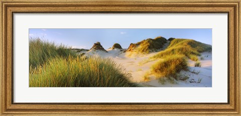 Framed Morning light on Forvie dunes, Newburgh, Aberdeenshire, Scotland Print