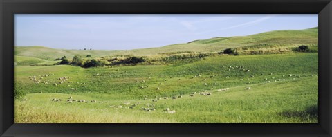 Framed Flock of sheep in a field, Tuscany, Italy Print