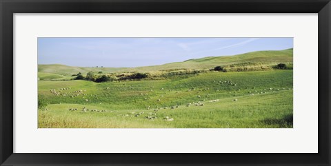 Framed Flock of sheep in a field, Tuscany, Italy Print