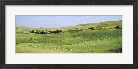 Framed Flock of sheep in a field, Tuscany, Italy Print