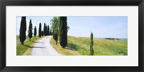 Framed Cypress trees along farm road, Tuscany, Italy Print