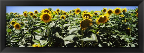 Framed Sunflower field, California, USA Print