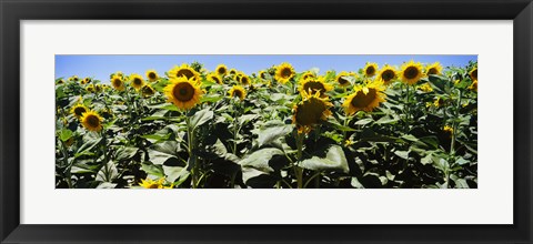 Framed Sunflower field, California, USA Print