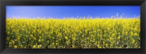 Framed Close up of Canola in bloom, Idaho Print