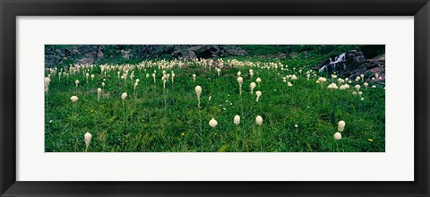 Framed Beargrass (Xerophyllum tenax) on a landscape, US Glacier National Park, Montana Print