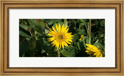 Framed Bee on sunflower, Baden-Wurttemberg, Germany Print