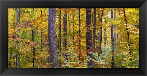 Framed Trees in autumn, Baden-Wurttemberg, Germany Print