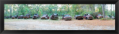 Framed Old rusty cars and trucks in a field, Crawfordville, Wakulla County, Florida, USA Print