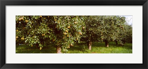 Framed Pear trees in an orchard, Hood River, Oregon Print