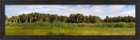 Framed Palm tree grove near Las Palmas Beach, Baja California Sur, Mexico Print