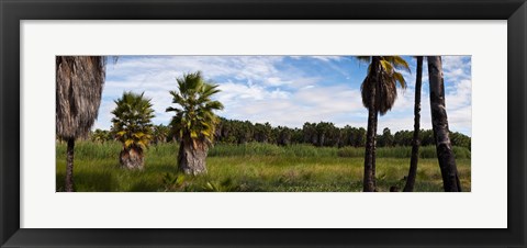 Framed Grove of Mexican fan palm trees near Las Palmas Beach, Todos Santos, Baja California Sur, Mexico Print