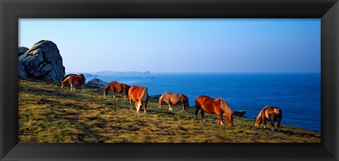 Framed Celtic horses grazing at a coast, Finistere, Brittany, France Print