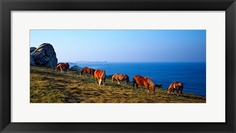 Framed Celtic horses grazing at a coast, Finistere, Brittany, France Print