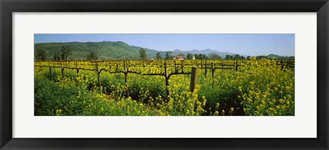 Framed Wild mustard in a vineyard, Napa Valley, California Print