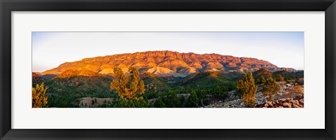 Framed Trees on a hill, Flinders Ranges, Hawker, South Australia, Australia Print