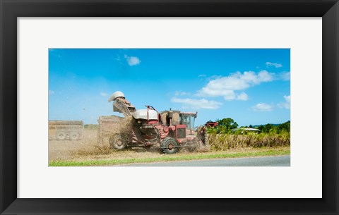 Framed Sugar Cane being harvested, Lower Daintree, Queensland, Australia Print