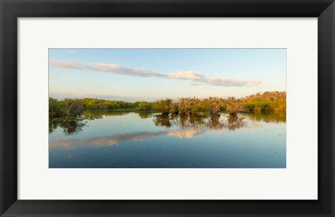 Framed Anhinga Trail, Everglades National Park, Florida Print