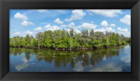 Framed Reflection of trees in the river, Hillsborough River, Lettuce Lake Park, Hillsborough County, Florida, USA Print