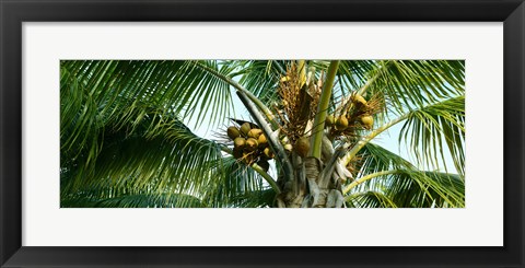 Framed Coconuts on a palm tree, Varadero, Matanzas Province, Cuba Print