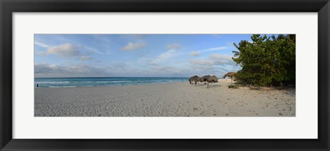 Framed Sunshades on the beach, Varadero, Matanzas Province, Cuba Print