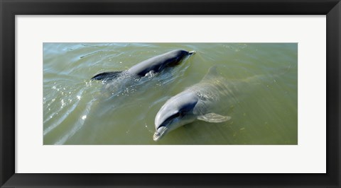 Framed Dolphins in the sea, Varadero, Matanzas Province, Cuba Print