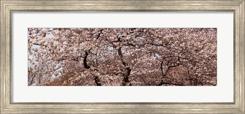 Framed Cherry Blossom trees in Potomac Park at the Tidal Basin, Washington DC, USA Print