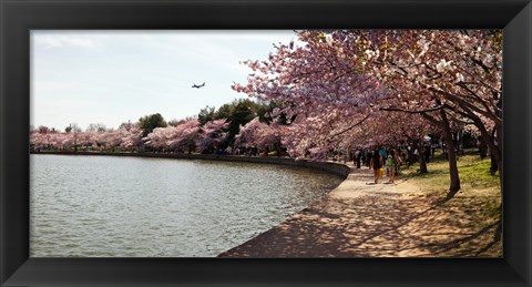 Framed Cherry Blossom trees at Tidal Basin, Washington DC, USA Print