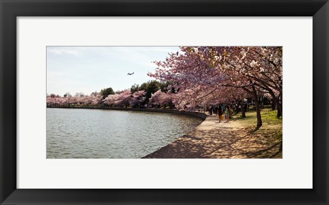 Framed Cherry Blossom trees at Tidal Basin, Washington DC, USA Print