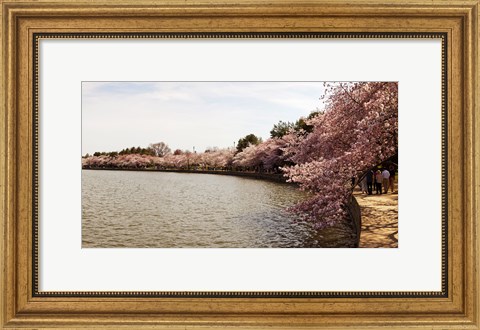 Framed Tidal Basin, Washington DC Print