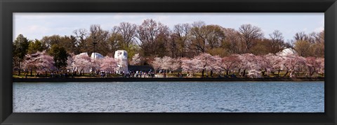 Framed Cherry Blossom trees near Martin Luther King Jr. National Memorial, Washington DC Print