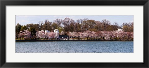 Framed Cherry Blossom trees near Martin Luther King Jr. National Memorial, Washington DC Print