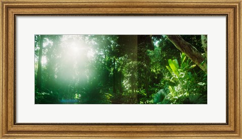 Framed Sunbeams shining through trees in a forest, Parque Lage, Jardim Botanico, Corcovado, Rio de Janeiro, Brazil Print