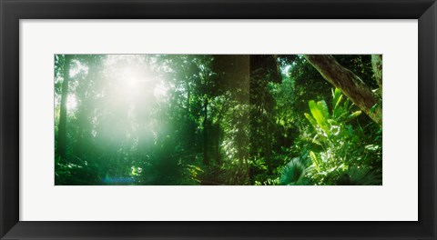 Framed Sunbeams shining through trees in a forest, Parque Lage, Jardim Botanico, Corcovado, Rio de Janeiro, Brazil Print