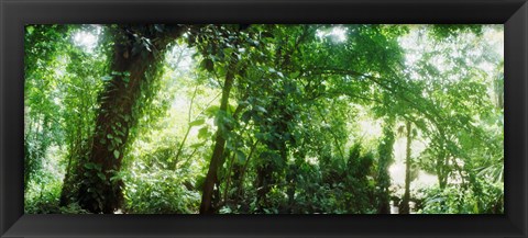 Framed Subtropical forest of Parque Lage, Jardim Botanico, Corcovado, Rio de Janeiro, Brazil Print